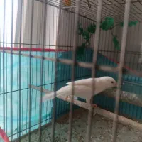 قناری سفید نر