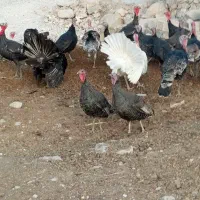 بوقلمون محلی سرحال|حیوانات مزرعه|دهدشت, |دیوار