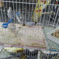 پرنده چینی|پرنده|بهبهان, |دیوار