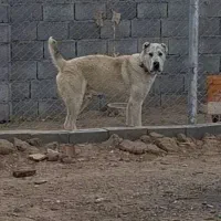 سگ آلابای آدمی ۱۴ماهه