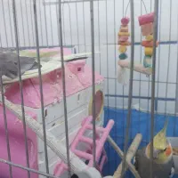 جفت طوطی عروس مولد