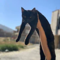 گربه خانگی