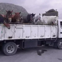 فروش خرید پالونی بصورت نقدی