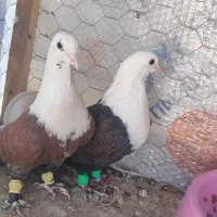 ق ر ص تخم کبوتر حتما بخون مخملی