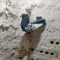 کفتر یا کبوتر