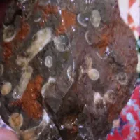 فسیل مرجان