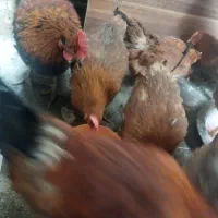 مرغ و خروس|حیوانات مزرعه|بهارستان, |دیوار