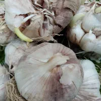 سیر|گل و گیاه طبیعی|گرگان, |دیوار