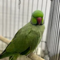 طوطی ملنگو سخنگو