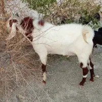 فروشی