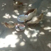 جوجه بومی