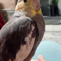 عروس هلندی نر رام سخنگو|پرنده|قدس, شهرقدس|دیوار