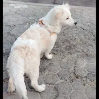 اشپیتز واگذاری رایگان