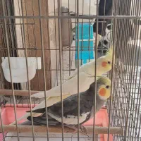 جفت عروس هلندی مولد