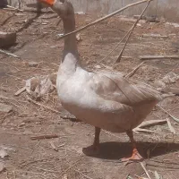 غاز|حیوانات مزرعه|بندر ترکمن, |دیوار