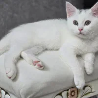 گربه بریتیش سفید باهوش