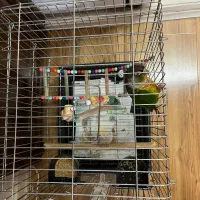 گرینچینگ|پرنده|تهران, جیحون|دیوار