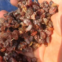 کشمش درجه یک مراغه|خوردنی و آشامیدنی|ممقان, |دیوار