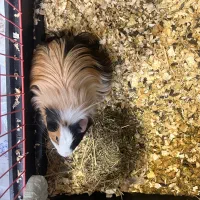 خوکچه هندی سه رنگ کمیاب