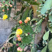 کاکتوس با میوه