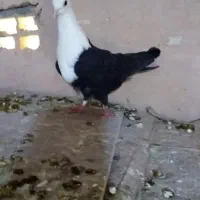 کفتر کله  سفید|پرنده|سبزوار, طبرسی (جعفرآباد)|دیوار
