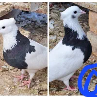 کبوتر طوقی|پرنده|مبارکه, |دیوار