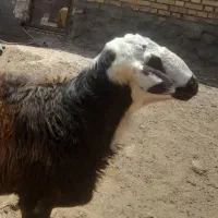 قوچ افشاری بشرط