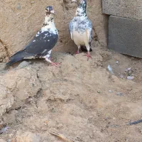جفت بزک سینه سفید