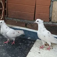 کبوتر پرشی|پرنده|ساری, |دیوار