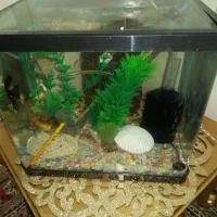 شیشه آکواریوم|ماهی|آذرشهر, |دیوار