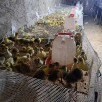 جوجه قوغاز و غاز