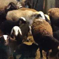 گوسفند|حیوانات مزرعه|بروجرد, |دیوار