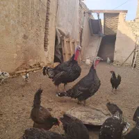 بوقلمون برنزه