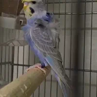 مرغ عشق رینبو پروانه ای