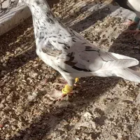 کبوتر هفرنگ ماده لک دار
