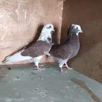 کبوتر شازده و سرخ و سوسکی|پرنده|اصفهان, رهنان|دیوار