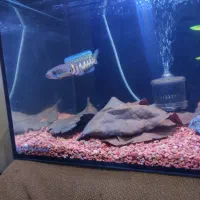 چانا گلدن کبری کلکسیونی،هایفین،بلوریم، فلگ تیل