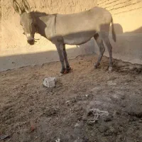 الاغ جوان وآرام