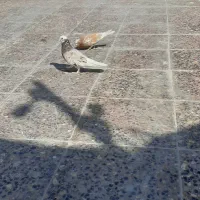 کفتر|پرنده|میناب, |دیوار