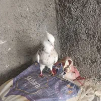 طوقی دره شهر|پرنده|دره شهر, |دیوار