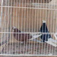 کبوتر   ابلق.|پرنده|اصفهان, باغ زرشک|دیوار