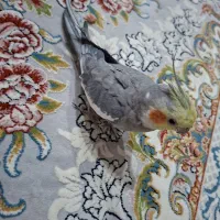 عروس هلندی سخنگو