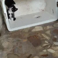 بچه گربه|گربه|رودسر, |دیوار