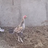 خروس دورگه و مرغ محلی|حیوانات مزرعه|رامند, |دیوار