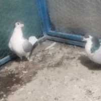 دو عدد نر واز|پرنده|خمینیشهر, |دیوار