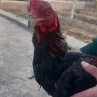 خورس لاری