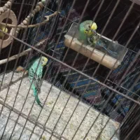 مرغ عشق جفت