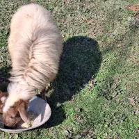 گوسفند ماده چاق وچله قصابی نزری۴۰کیلویی