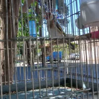 سره دهن دار سره دورگ کرمانی تازه صاف