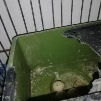 فروش یک جفت مرغ عشق|پرنده|داراب, |دیوار